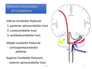 Inferior Cerebellar Peduncle
1. posterior spinocerebellar tract
2. cuneocerebellar tract
3. vestibulocerebellar tract
Middle cerebellar Peduncle
- corticopontocerebellar
pathway
Superior Cerebellar Peduncle
- anterior spinocerebellar tract
Brain stem 47
Afferent Connections
of Cerebellum
 