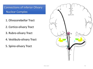 1. Olivocerebellar Tract
2. Cortico-olivary Tract
3. Rubro-olivary Tract
4. Vestibulo-olivary Tract
5. Spino-olivary Tract
Brain stem 49
Connections of Inferior Olivary
Nuclear Complex
 