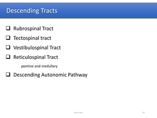 Descending Tracts
 Rubrospinal Tract
 Tectospinal tract
 Vestibulospinal Tract
 Reticulospinal Tract
pontine and medullary
 Descending Autonomic Pathway
Brain stem 50
 