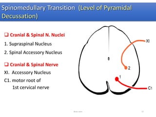  Cranial & Spinal N. Nuclei
1. Supraspinal Nucleus
2. Spinal Accessory Nucleus
 Cranial & Spinal Nerve
XI. Accessory Nucleus
C1. motor root of
1st cervical nerve
Spinomedullary Transition (Level of Pyramidal
Decussation)
Brain stem 57
 