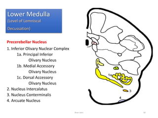 Lower Medulla
(Level of Lemniscal
Decussation)
Precerebellar Nucleus
1. Inferior Olivary Nuclear Complex
1a. Principal Inferior
Olivary Nucleus
1b. Medial Accessory
Olivary Nucleus
1c. Dorsal Accessory
Olivary Nucleus
2. Nucleus Intercalatus
3. Nucleus Conterminalis
4. Arcuate Nucleus
Brain stem 60
 