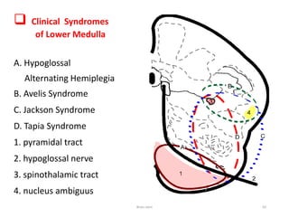  Clinical Syndromes
of Lower Medulla
A. Hypoglossal
Alternating Hemiplegia
B. Avelis Syndrome
C. Jackson Syndrome
D. Tapia Syndrome
1. pyramidal tract
2. hypoglossal nerve
3. spinothalamic tract
4. nucleus ambiguus
Brain stem 62
 