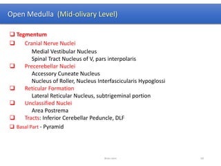 Open Medulla (Mid-olivary Level)
 Tegmentum
 Cranial Nerve Nuclei
Medial Vestibular Nucleus
Spinal Tract Nucleus of V, pars interpolaris
 Precerebellar Nuclei
Accessory Cuneate Nucleus
Nucleus of Roller, Nucleus Interfascicularis Hypoglossi
 Reticular Formation
Lateral Reticular Nucleus, subtrigeminal portion
 Unclassified Nuclei
Area Postrema
 Tracts: Inferior Cerebellar Peduncle, DLF
 Basal Part - Pyramid
Brain stem 64
 