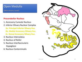 Open Medulla
(Mid-olivary Level)
Precerebellar Nucleus
1. Accessory Cuneate Nucleus
2. Inferior Olivary Nuclear Complex
2a. Principal Inferior Olivary Nuc.
2b. Medial Accessory Olivary Nuc.
2c. Dorsal Accessory Olivary Nuc.
3. Nucleus Intercalatus
4. Nucleus of Roller
5. Nucleus Interfascicularis
Hypoglossi
6. Nucleus Conterminalis
Brain stem 66
 