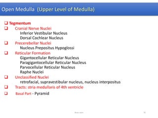 Open Medulla (Upper Level of Medulla)
 Tegmentum
 Cranial Nerve Nuclei
Inferior Vestibular Nucleus
Dorsal Cochlear Nucleus
 Precerebellar Nuclei
Nucleus Prepositus Hypoglossi
 Reticular Formation
Gigantocellular Reticular Nucleus
Paragigantocellular Reticular Nucleus
Parvocellular Reticular Nucleus
Raphe Nuclei
 Unclassified Nuclei
retrofacial, supravestibular nucleus, nucleus interpositus
 Tracts: stria medullaris of 4th ventricle
 Basal Part - Pyramid
Brain stem 70
 