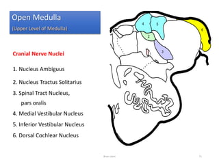 Cranial Nerve Nuclei
1. Nucleus Ambiguus
2. Nucleus Tractus Solitarius
3. Spinal Tract Nucleus,
pars oralis
4. Medial Vestibular Nucleus
5. Inferior Vestibular Nucleus
6. Dorsal Cochlear Nucleus
Open Medulla
(Upper Level of Medulla)
Brain stem 71
 