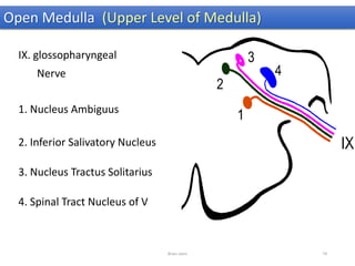 IX. glossopharyngeal
Nerve
1. Nucleus Ambiguus
2. Inferior Salivatory Nucleus
3. Nucleus Tractus Solitarius
4. Spinal Tract Nucleus of V
Open Medulla (Upper Level of Medulla)
Brain stem 74
 