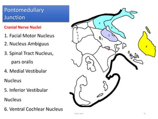 Cranial Nerve Nuclei
1. Facial Motor Nucleus
2. Nucleus Ambiguus
3. Spinal Tract Nucleus,
pars oralis
4. Medial Vestibular
Nucleus
5. Inferior Vestibular
Nucleus
6. Ventral Cochlear Nucleus
Pontomedullary
Junction
Brain stem 76
 