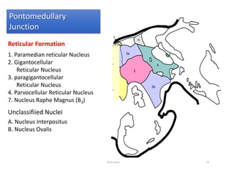 Pontomedullary
Junction
Reticular Formation
1. Paramedian reticular Nucleus
2. Gigantocellular
Reticular Nucleus
3. paragigantocellular
Reticular Nucleus
4. Parvocellular Reticular Nucleus
7. Nucleus Raphe Magnus (B3)
Unclassifiied Nuclei
A. Nucleus Interpositus
B. Nucleus Ovalis
Brain stem 78
 