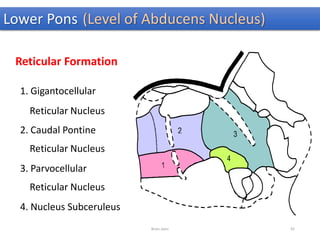 Lower Pons (Level of Abducens Nucleus)
Reticular Formation
1. Gigantocellular
Reticular Nucleus
2. Caudal Pontine
Reticular Nucleus
3. Parvocellular
Reticular Nucleus
4. Nucleus Subceruleus
Brain stem 81
 