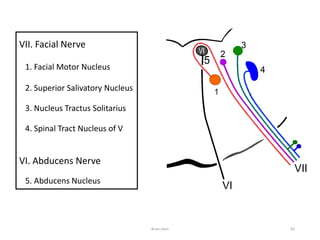 VII. Facial Nerve
1. Facial Motor Nucleus
2. Superior Salivatory Nucleus
3. Nucleus Tractus Solitarius
4. Spinal Tract Nucleus of V
VI. Abducens Nerve
5. Abducens Nucleus
Brain stem 82
 