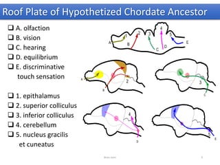 Roof Plate of Hypothetized Chordate Ancestor
 A. olfaction
 B. vision
 C. hearing
 D. equilibrium
 E. discriminative
touch sensation
 1. epithalamus
 2. superior colliculus
 3. inferior colliculus
 4. cerebellum
 5. nucleus gracilis
et cuneatus
Brain stem 9
 