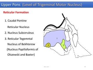 Upper Pons (Level of Trigeminal Motor Nucleus)
Reticular Formation
1. Caudal Pontine
Reticular Nucleus
2. Nucleus Subceruleus
3. Reticular Tegemntal
Nucleus of Bekhterew
(Nucleus Papilloformis of
Olszewski and Baxter)
Brain stem 90
 