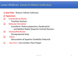 Lower Midbrain (Level of Inferior Colliculus)
 Roof Plate - Tectum: Inferior Colliculus
 Tegmentum
 Cranial Nerve Nuclei
Trochlear Nucleus
 Reticular Formation
Cuneiform, Pedunculopontine, Parabrachial
and Median Raphe (Superior Central) Nucleus
 Unclassified Nuclei
Periaqueductal Gray
 Tracts
Decussation of Superior Cerebellar Peduncle
 Basal Part - Crus Cerebri, Pons Proper
Brain stem 93
 
