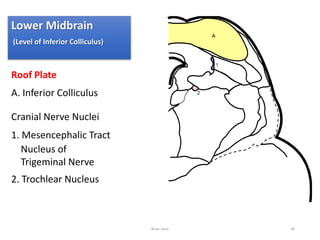 Roof Plate
A. Inferior Colliculus
Cranial Nerve Nuclei
1. Mesencephalic Tract
Nucleus of
Trigeminal Nerve
2. Trochlear Nucleus
Brain stem 94
Lower Midbrain
(Level of Inferior Colliculus)
 