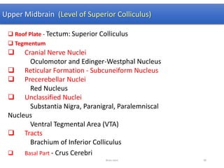 Upper Midbrain (Level of Superior Colliculus)
 Roof Plate - Tectum: Superior Colliculus
 Tegmentum
 Cranial Nerve Nuclei
Oculomotor and Edinger-Westphal Nucleus
 Reticular Formation - Subcuneiform Nucleus
 Precerebellar Nuclei
Red Nucleus
 Unclassified Nuclei
Substantia Nigra, Paranigral, Paralemniscal
Nucleus
Ventral Tegmental Area (VTA)
 Tracts
Brachium of Inferior Colliculus
 Basal Part - Crus Cerebri
Brain stem 96
 