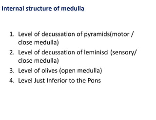 Pyramids Pons Brain-stem-slides brain stem sbrain stem | PDF