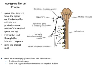 Brain-stem-slides brain stem sbrain stem | PDF