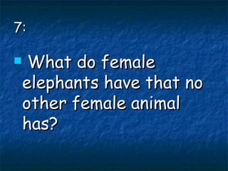 7: What do female elephants have that no other female animal has? 