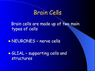 Brain Cells <ul><li>Brain cells are made up of two main types of cells </li></ul><ul><li>NEURONES – nerve cells </li></ul>...