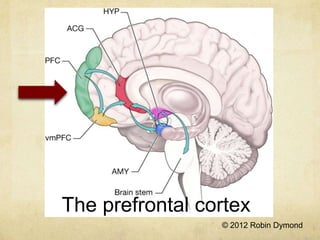 The prefrontal cortex
                 © 2012 Robin Dymond
 