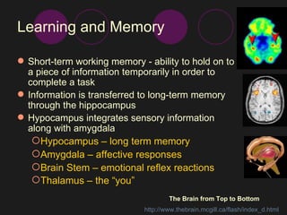 Learning and Memory Short-term working memory - ability to hold on to a piece of information temporarily in order to complete a task  Information is transferred to long-term memory through the hippocampus  Hypocampus integrates sensory information along with amygdala Hypocampus – long term memory Amygdala – affective responses Brain Stem – emotional reflex reactions Thalamus – the “you”   The Brain from Top to Bottom http://www.thebrain.mcgill.ca/flash/index_d.html   