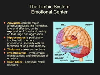 The Limbic System  Emotional Center  Amygdala  controls major affective activities like friendship, love and affection, on the expression of mood and, mainly, on fear, rage and aggression. Hippocampus  is particularly involved with memory phenomena, specially with the formation of long-term memory. Thalamus  makes connections Hypothalamus  - symptomatic manifestations and expression of emotions  Brain Stem  –  emotional reflex reactions  