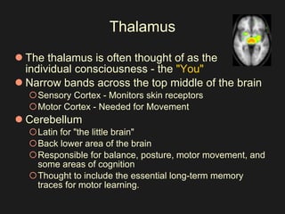 Thalamus The thalamus is often thought of as the individual consciousness - the  "You" Narrow bands across the top middle of the brain  Sensory Cortex - Monitors skin receptors  Motor Cortex - Needed for Movement  Cerebellum  Latin for "the little brain"  Back lower area of the brain  Responsible for balance, posture, motor movement, and some areas of cognition  Thought to include the essential long-term memory traces for motor learning.  