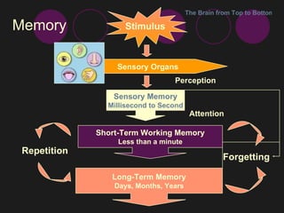 Memory The Brain from Top to Bottom Stimulus Sensory Organs Sensory Memory Millisecond to Second Short-Term Working Memory Less than a minute Long-Term Memory Days, Months, Years Perception Attention Forgetting Repetition 
