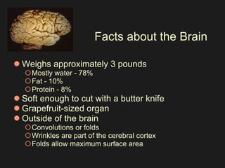 Facts about the Brain Weighs approximately 3 pounds  Mostly water - 78%  Fat - 10%  Protein - 8%  Soft enough to cut with a butter knife  Grapefruit-sized organ  Outside of the brain   Convolutions or folds  Wrinkles are part of the cerebral cortex  Folds allow maximum surface area  