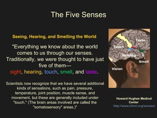 The Five Senses Seeing, Hearing, and Smelling the World  "Everything we know about the world comes to us through our senses. Traditionally, we were thought to have just five of them— sight ,  hearing ,  touch ,  smell , and  taste .  Scientists now recognize that we have several additional kinds of sensations, such as pain, pressure, temperature, joint position, muscle sense, and movement, but these are generally included under "touch." (The brain areas involved are called the "somatosensory" areas.)" Howard Hughes Medical Center  http://www.hhmi.org/senses/    