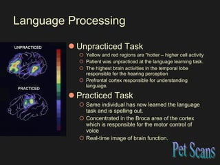 Language Processing Unpracticed Task  Yellow and red regions are "hotter – higher cell activity Patient was unpracticed at the language learning task.  The highest brain activities in the temporal lobe responsible for the hearing perception Prefrontal cortex responsible for understanding language.  Practiced Task  Same individual has now learned the language task and is spelling out.  Concentrated in the Broca area of the cortex which is responsible for the motor control of voice Real-time image of brain function. Pet Scans 