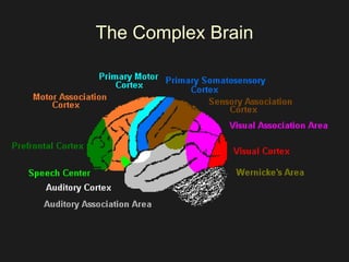 The Complex Brain 