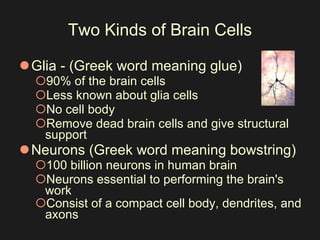 Two Kinds of Brain Cells Glia - (Greek word meaning glue)  90% of the brain cells   Less known about glia cells   No cell body  Remove dead brain cells and give structural support  Neurons (Greek word meaning bowstring)  100 billion neurons in human brain  Neurons essential to performing the brain's work  Consist of a compact cell body, dendrites, and axons   
