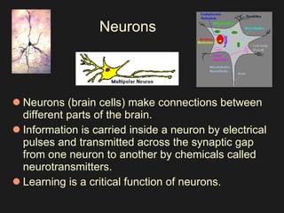 Neurons Neurons (brain cells) make connections between different parts of the brain.  Information is carried inside a neuron by electrical pulses and transmitted across the synaptic gap from one neuron to another by chemicals called neurotransmitters.  Learning is a critical function of neurons.    