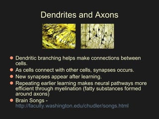 Dendrites and Axons Dendritic branching helps make connections between cells.  As cells connect with other cells, synapses occurs.    New synapses appear after learning.  Repeating earlier learning makes neural pathways more efficient through myelination (fatty substances formed around axons)  Brain Songs -  http://faculty.washington.edu/chudler/songs.html   