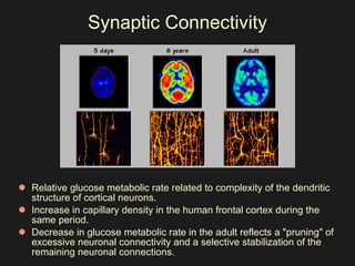 Synaptic Connectivity Relative glucose metabolic rate related to complexity of the dendritic structure of cortical neurons.  Increase in capillary density in the human frontal cortex during the same period. Decrease in glucose metabolic rate in the adult reflects a "pruning" of excessive neuronal connectivity and a selective stabilization of the remaining neuronal connections. 