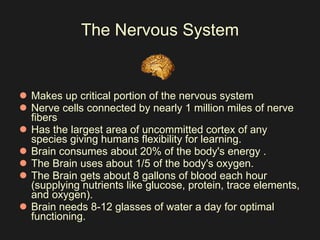 The Nervous System Makes up critical portion of the nervous system  Nerve cells connected by nearly 1 million miles of nerve fibers  Has the largest area of uncommitted cortex of any species giving humans flexibility for learning.  Brain consumes about 20% of the body's energy .  The Brain uses about 1/5 of the body's oxygen.  The Brain gets about 8 gallons of blood each hour (supplying nutrients like glucose, protein, trace elements, and oxygen).  Brain needs 8-12 glasses of water a day for optimal functioning.  