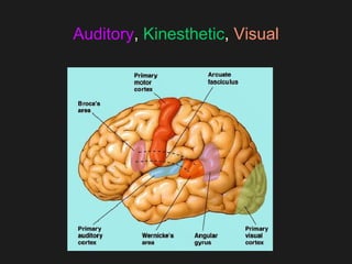 Auditory ,  Kinesthetic ,  Visual 