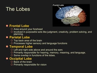 The Lobes Frontal Lobe Area around your forehead  Involved in purposeful acts like judgment, creativity, problem solving, and planning.  Parietal Lobe Top back area of the brain  Processes higher sensory and language functions  Temporal Lobe Left and right side above and around the ears  Primarily responsible for hearing, memory, meaning, and language.  Some overlap in functions of the lobes.  Occipital Lobe Back of the brain  Primarily responsible for vision   
