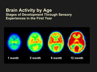 Brain Activity by Age  Stages of Development Through Sensory Experiences in the First Year 