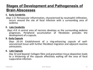 1. Early Cerebritis
Days 1-3: Perivascular inflammation, characterised by neutrophil infiltration,
occurs around the site of focal infection with a surrounding area of
oedema.
2. Late Cerebritis
Days 4-9: A central area of necrosis develops as the surrounding oedema
progresses. Peripheral accumulation of fibroblasts preludes the
development of a capsule.
3. Early Capsule
Days 10-14: Establishment of a ring-enhancing capsule of well-
vascularised tissue with further fibroblast migration and adjacent reactive
astrocytosis.
4. Late Capsule
Day 14 and beyond: Collagen fibre and granulation tissue deposition leads
to a thickening of the capsule effectively walling off the area of focal
suppurative infection.
7/30/2024 12
Brain Abscess
Stages of Development and Pathogenesis of
Brain Abscesses
 