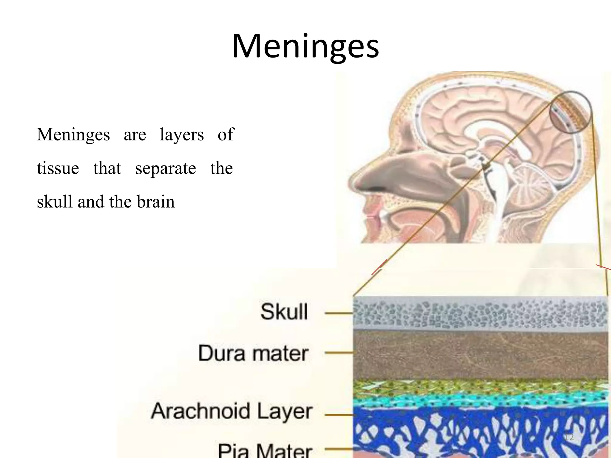 Meninges

Meninges are layers of
tissue that separate the
skull and the brain




                                  12
 