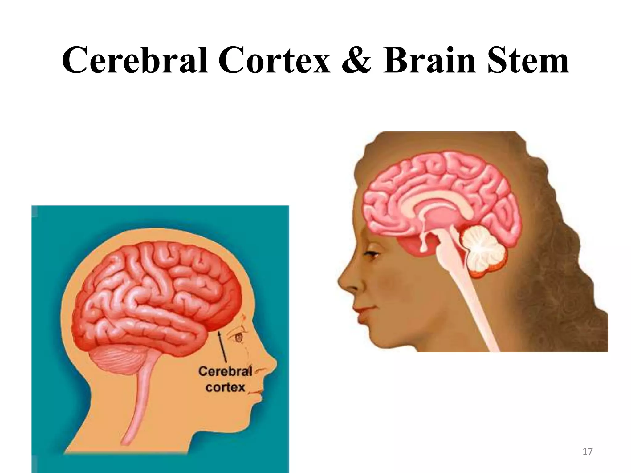 Cerebral Cortex & Brain Stem




                               17
 