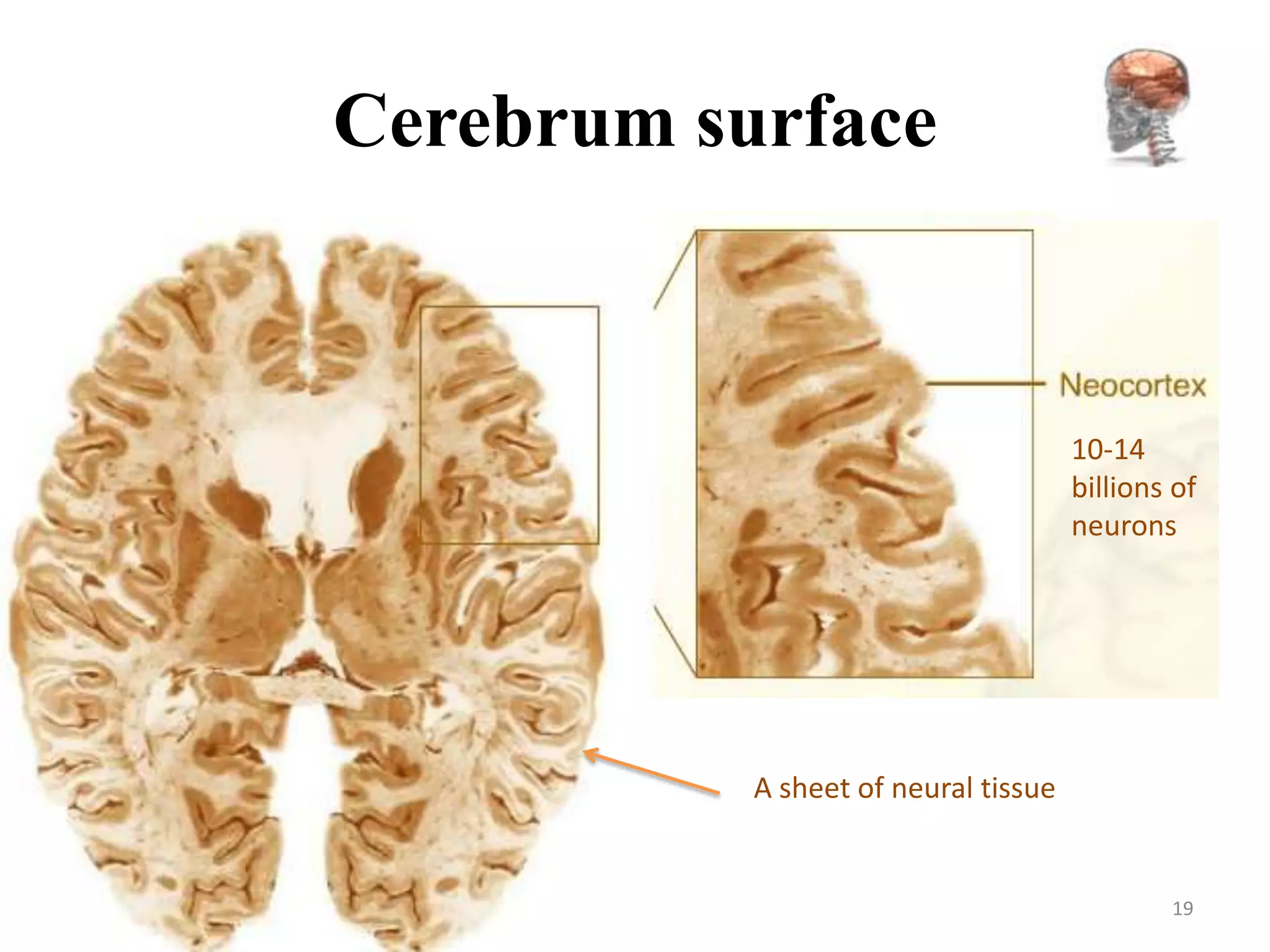 Cerebrum surface



                                      10-14
                                      billions of
                                      neurons




           A sheet of neural tissue


                                              19
 