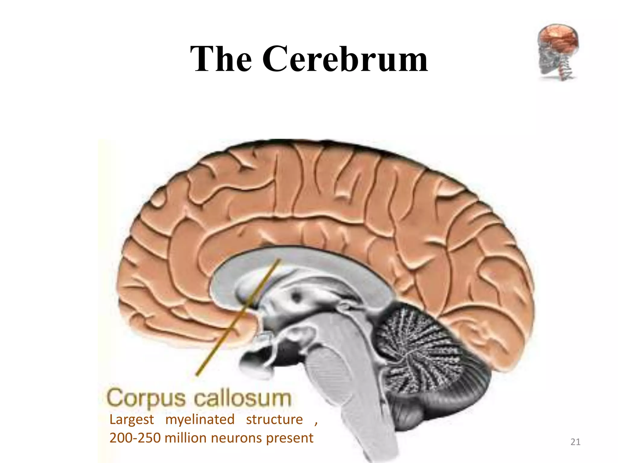 The Cerebrum




Largest myelinated structure ,
200-250 million neurons present   21
 