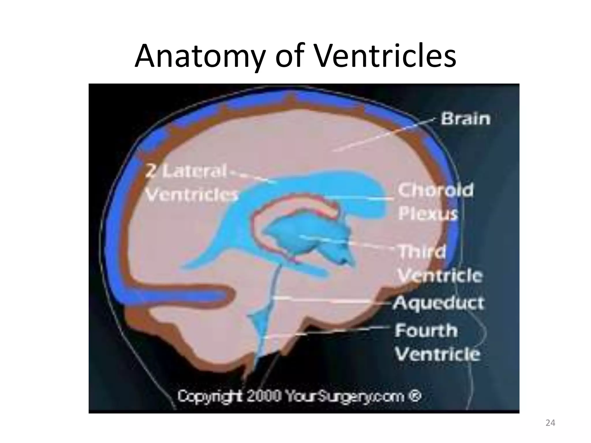 Anatomy of Ventricles




                        24
 