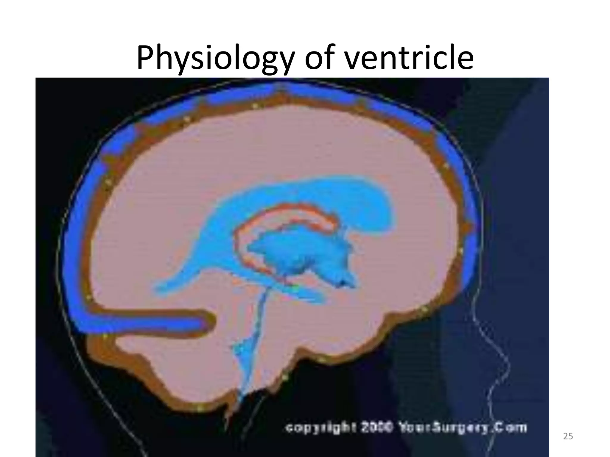 Physiology of ventricle




                          25
 