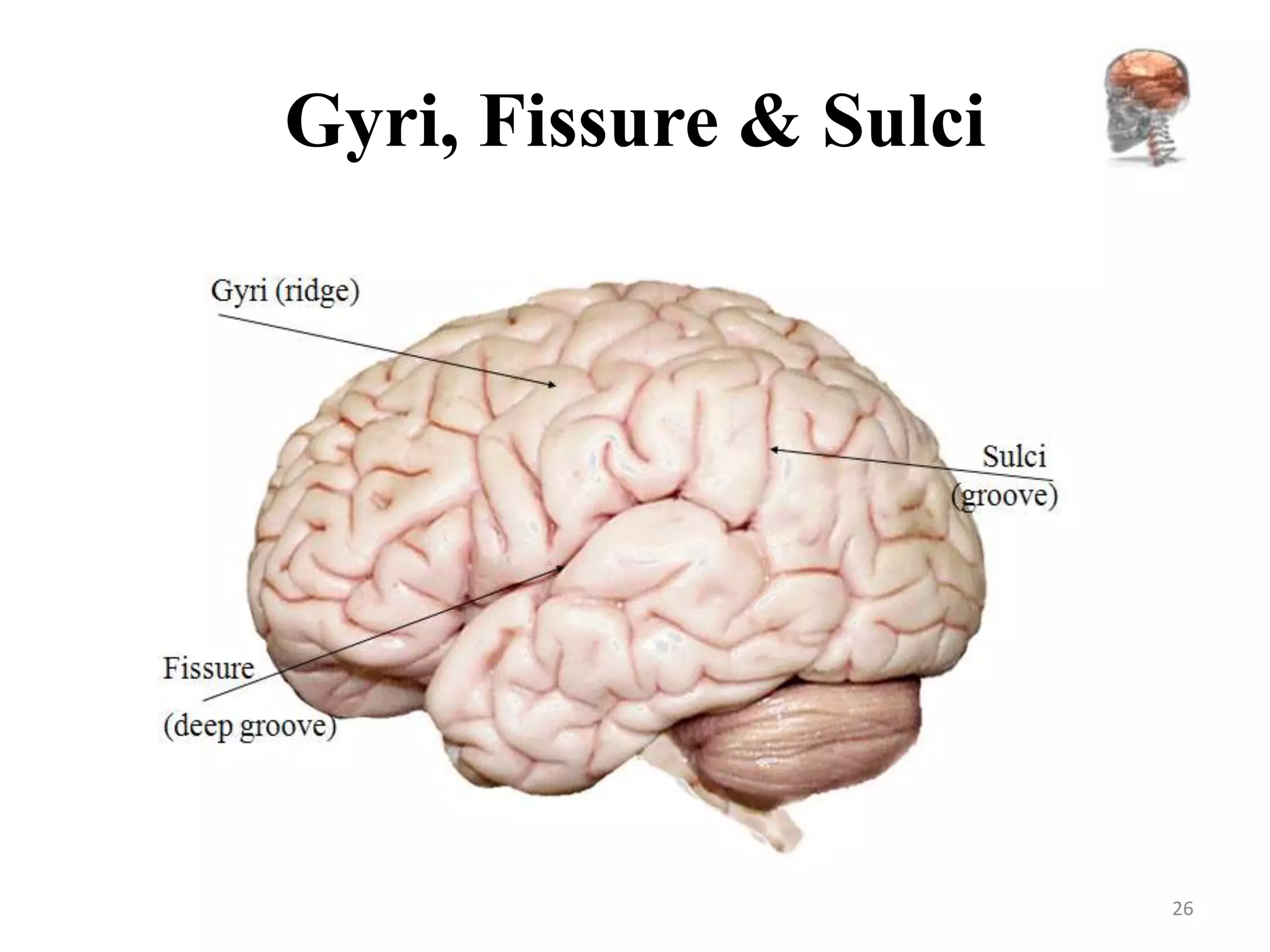 Gyri, Fissure & Sulci




                        26
 