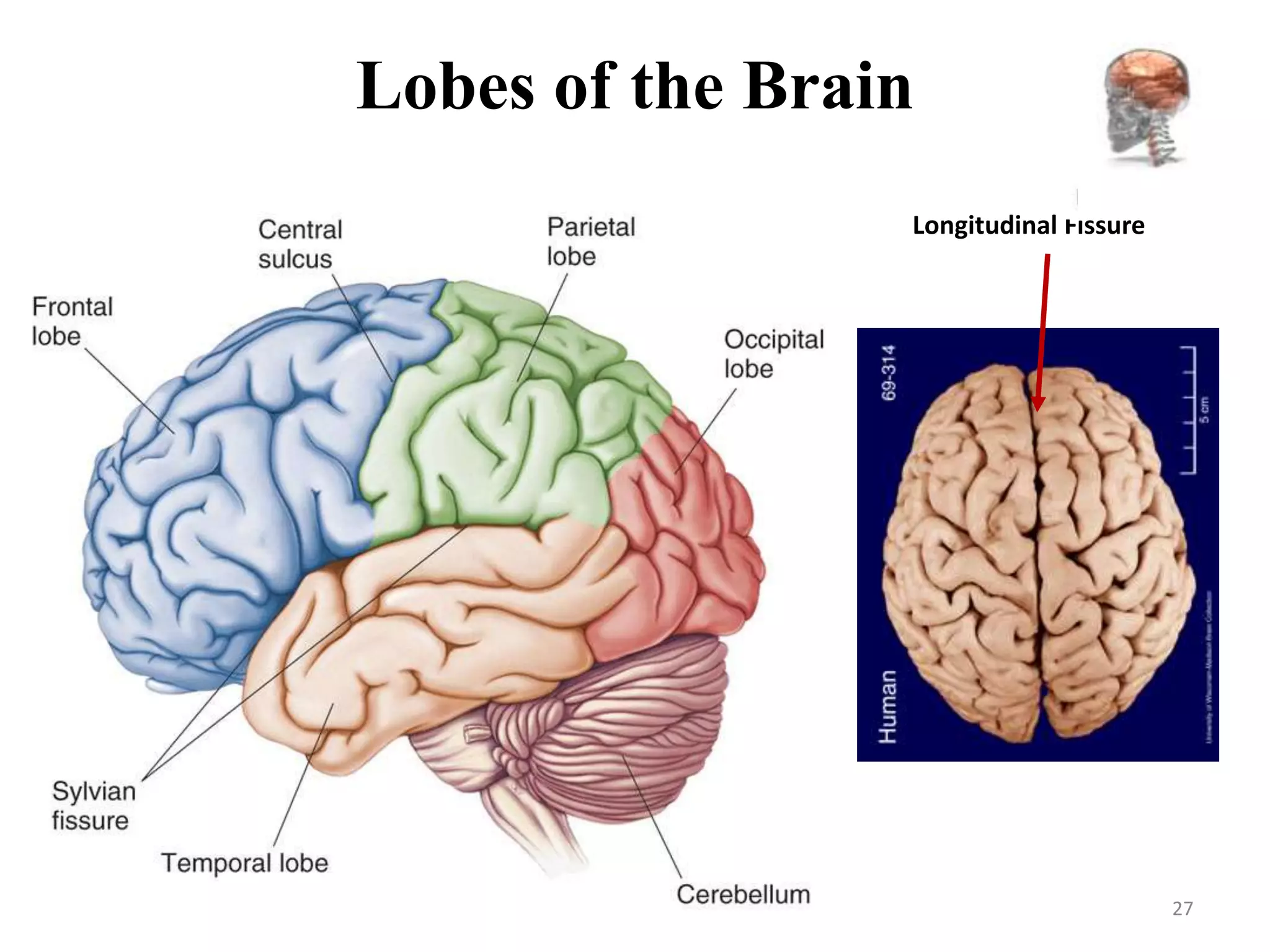 Lobes of the Brain
                 Longitudinal Fissure




                                        27
 